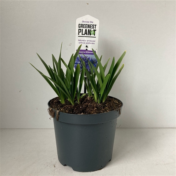 <h4>Agapanthus 'Dr Brouwer'</h4>