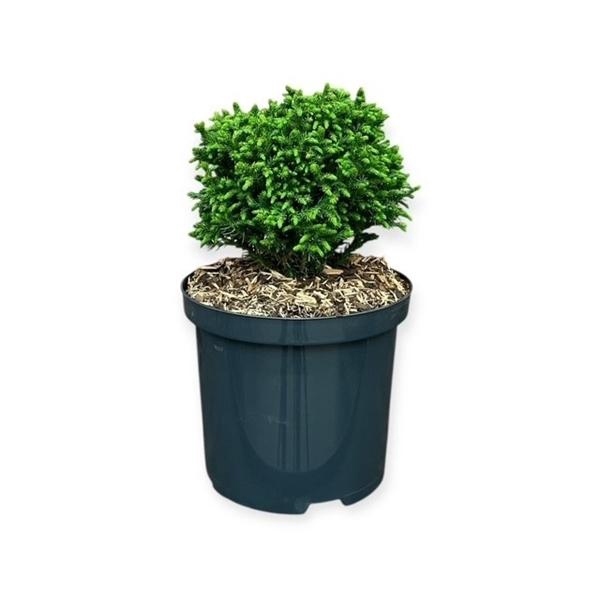 <h4>Cryptomeria j. 'Green Pearl'</h4>