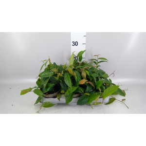 Ficus sagittata