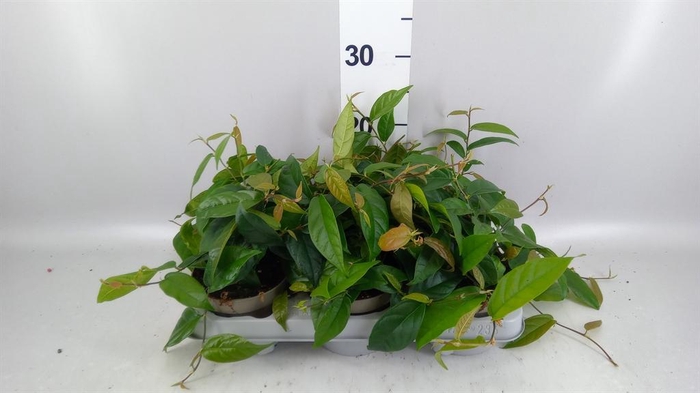 <h4>Ficus sagittata</h4>
