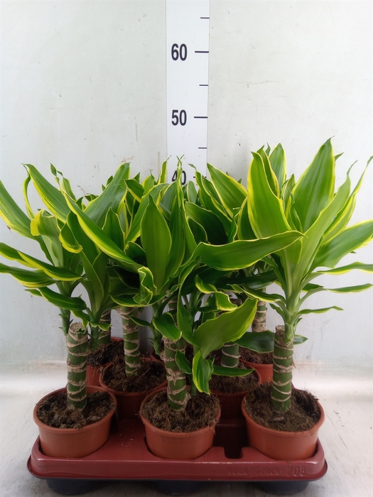<h4>Dracaena frag. 'Golden Queen'</h4>