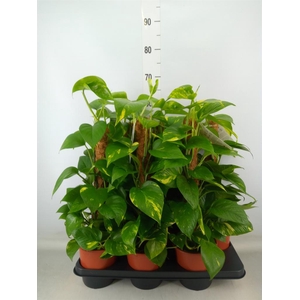 Epipremnum pinn.   ...moss stick