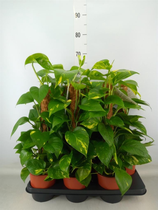 <h4>Epipremnum pinn.   ...moss stick</h4>