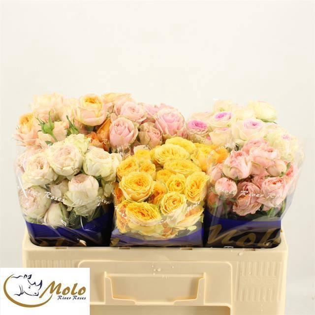 <h4>R TR GEM IN FUST</h4>