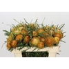 Banksia Dryandra