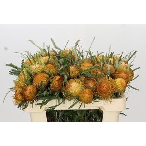 Banksia Dryandra