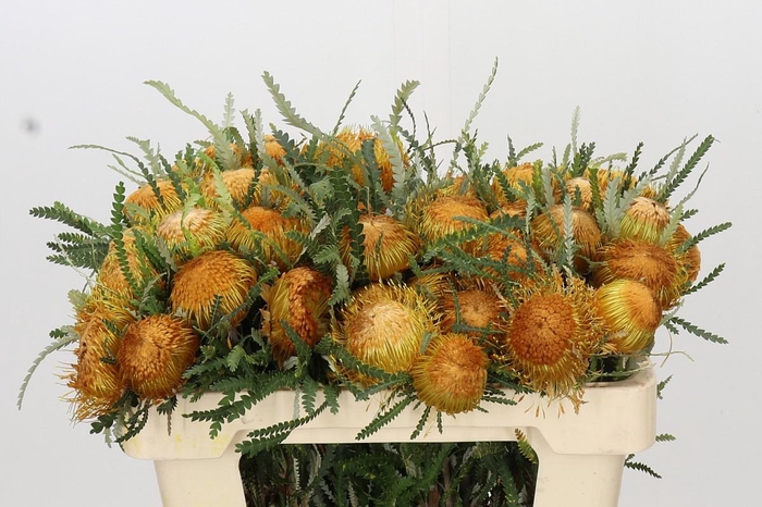 <h4>Banksia Dryandra</h4>