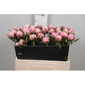 Paeo L Sara Bernhard