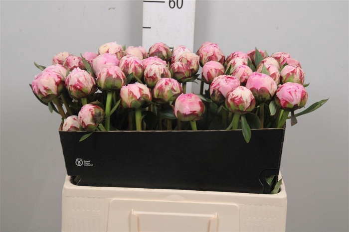 <h4>Paeo Sara Bernhard</h4>