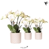 Phalaenopsis wit meer takken