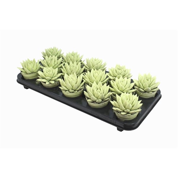 <h4>Echeveria coloured pastel yellow</h4>