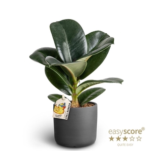 FICUS ELASTICA P10 SOFIA RAW BLACK