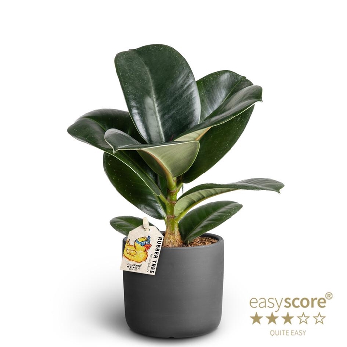 <h4>FICUS ELASTICA P10 SOFIA RAW BLACK</h4>