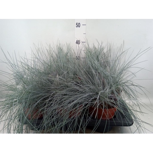 Festuca glauca 'Intens Blue'