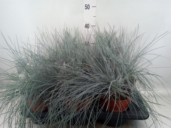 <h4>Festuca glauca 'Intens Blue'</h4>
