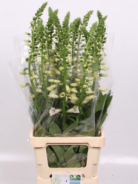 <h4>DIGI CAMELOT LAVEND</h4>