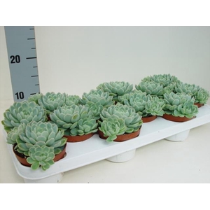 Echeveria Elegans