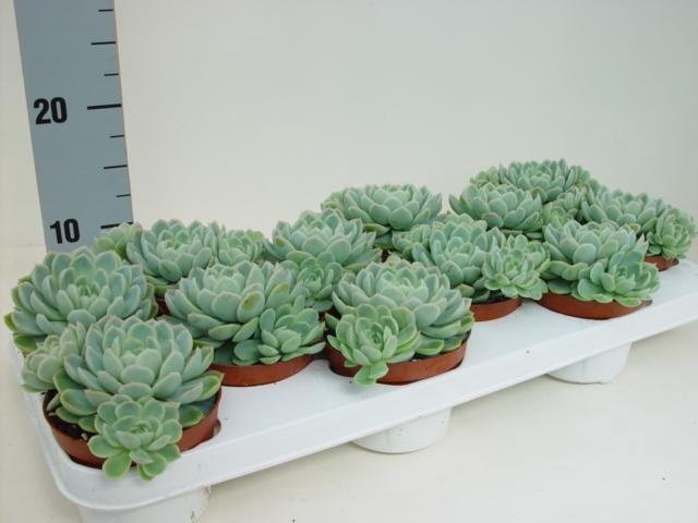 <h4>Echeveria Elegans</h4>
