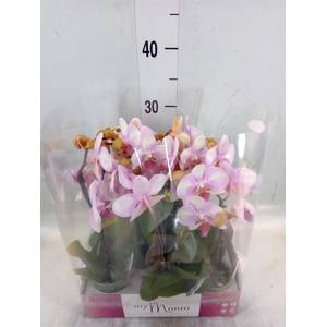 Phalaenopsis   ...rose