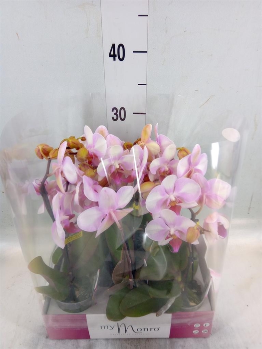 <h4>Phalaenopsis   ...rose</h4>