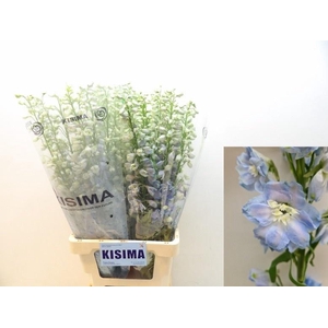 DELPH DU MAG FSKB WB