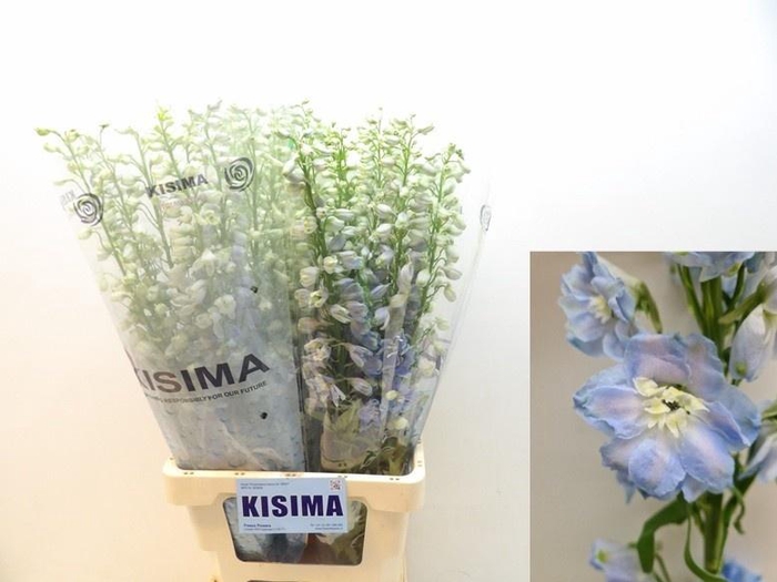 <h4>DELPH DU MAG FSKB WB</h4>