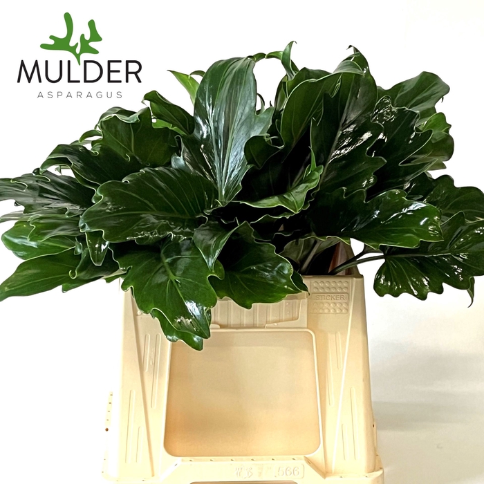 <h4>PHILODENDRON  'XANADU'</h4>