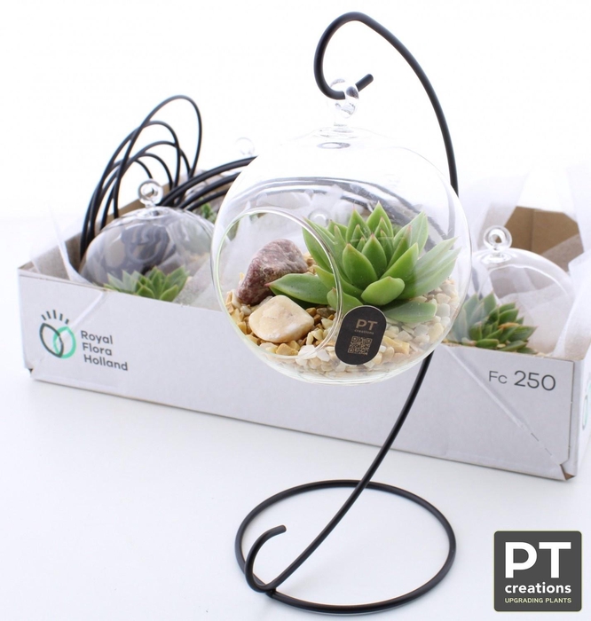 <h4>ARR SUCCULENTEN</h4>