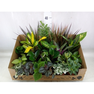 Planten Groen   ...mix 24