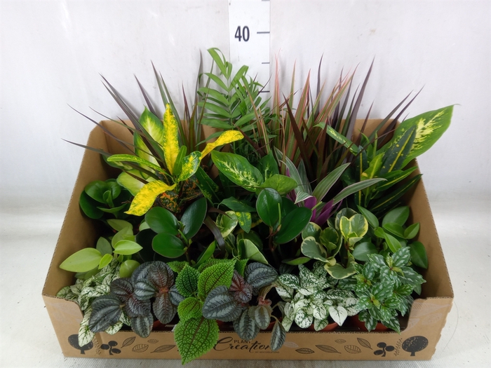 <h4>Planten Groen   ...mix 24</h4>