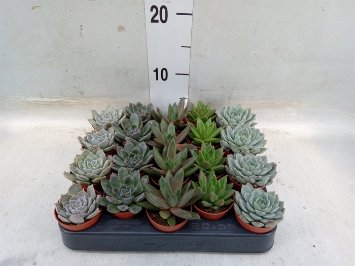 <h4>Echeveria   ...mix</h4>