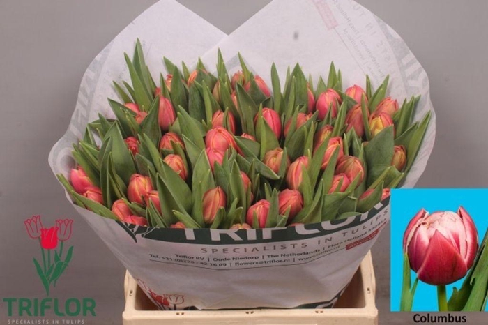 <h4>Tulipa do columbus</h4>
