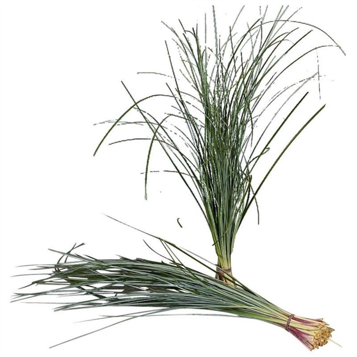 <h4>Xerophyllum tenax Beargrass per bos</h4>