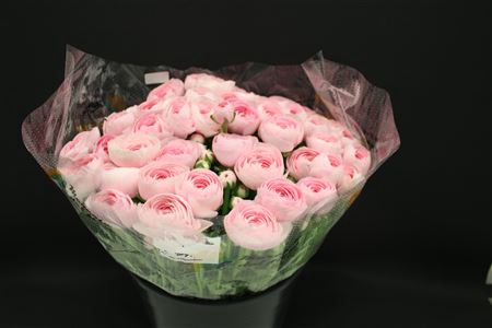 <h4>Cloni Super Hanoi Pink</h4>