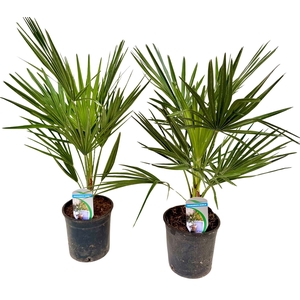 Chamaerops humilis