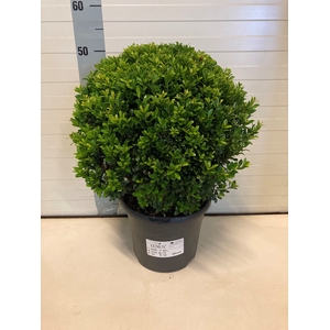 ILEX CR LUXUS GLOBE