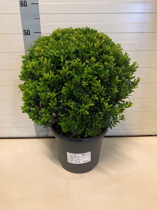 <h4>ILEX CR LUXUS GLOBE</h4>