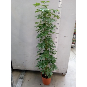 Schefflera arbor. 'Compacta'