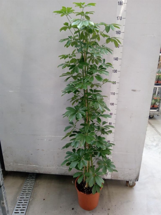 <h4>Schefflera arbor. 'Compacta'</h4>