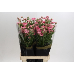 Ranunculus Magical Strawberry