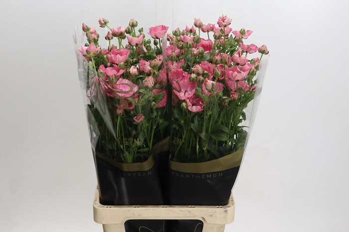 <h4>Ranunculus Magical Strawberry</h4>