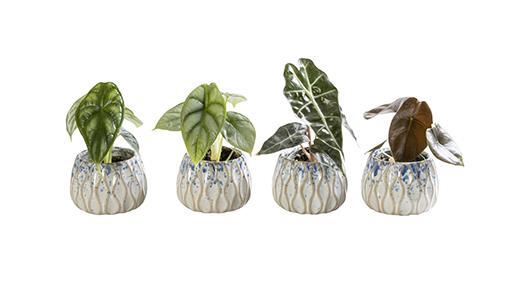 <h4>ALOCASIA MIX P6 L 65805</h4>