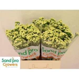 LIM S STARLIGHT WING