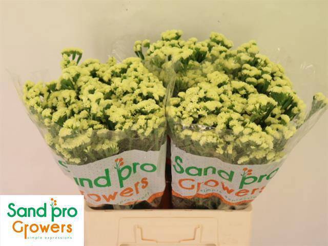 <h4>LIM S STARLIGHT WING</h4>