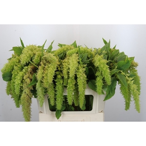 Amaranthus caudatus 'Green Spider'