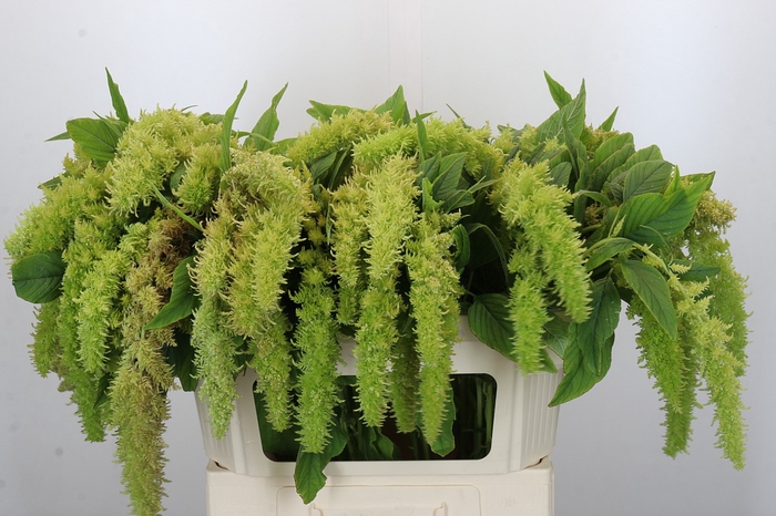 <h4>Amaranthus caudatus 'Green Spider'</h4>