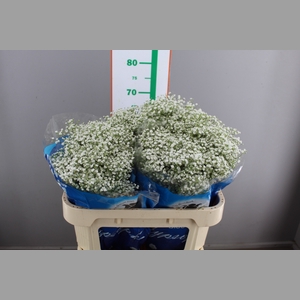 GYPS PA ZI TYREE 18 GRAM