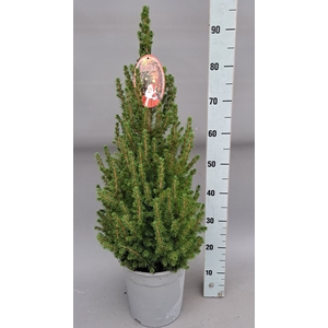 PICEA GL CONICA