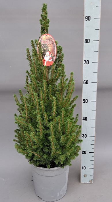 <h4>PICEA GL CONICA</h4>