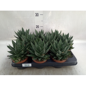 Gasteria